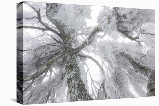 Iced Up Weeping Willows in the Wechsel Region, Lower Austria, Austria-Rainer Mirau-Premier Image Canvas