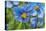 Iceland, Akureyri. Blue Poppies in the Botanical Garden Lystigaardur-Cindy Miller Hopkins-Premier Image Canvas