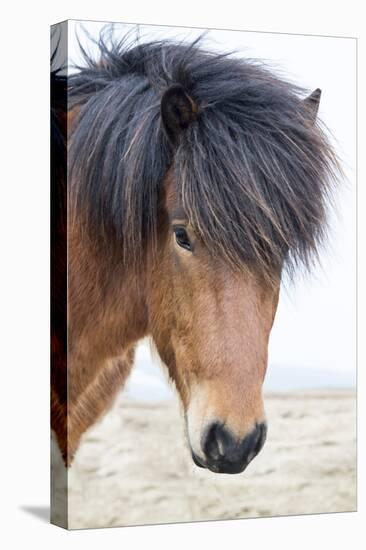 Iceland, Akureyri. Icelandic horse portrait.-Ellen Goff-Premier Image Canvas