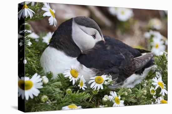 Iceland, Breidavik, Puffin Nesting Among the Daisies-Hollice Looney-Premier Image Canvas