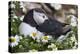 Iceland, Breidavik, Puffin Nesting Among the Daisies-Hollice Looney-Premier Image Canvas