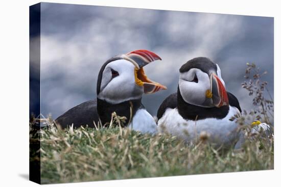 Iceland, Breidavik, Puffins-Hollice Looney-Premier Image Canvas