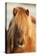 Iceland Horse, Portrait, Animals, Animal, Mammals, Mammal, Un, Horses, Horse, Reitpferde-Ronald Wittek-Premier Image Canvas