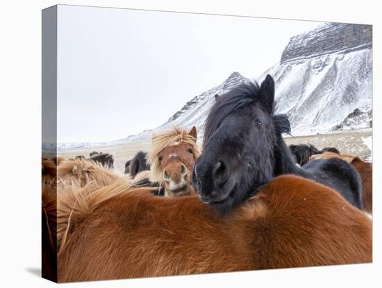 Iceland horses in winter, western Iceland. March.-Konrad Wothe-Premier Image Canvas