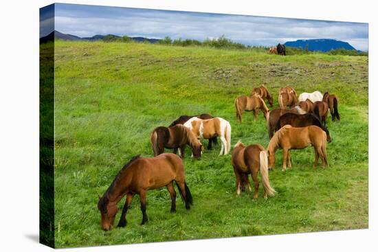 Iceland Horses-Catharina Lux-Premier Image Canvas