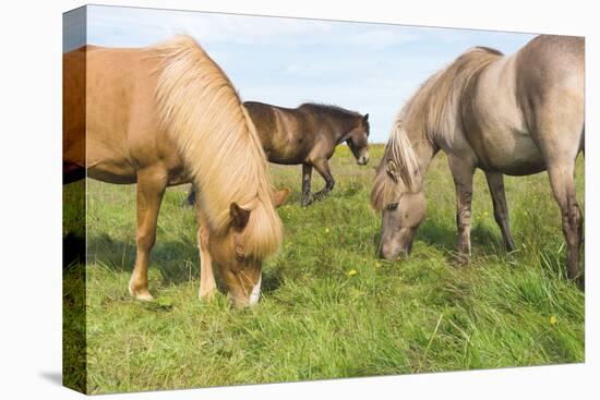 Iceland Horses-Catharina Lux-Premier Image Canvas