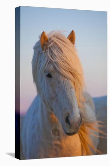 Iceland. Icelandic horse in sunset light.-Jaynes Gallery-Premier Image Canvas