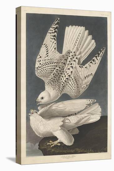 Iceland or Jer Falcon, 1837-John James Audubon-Premier Image Canvas