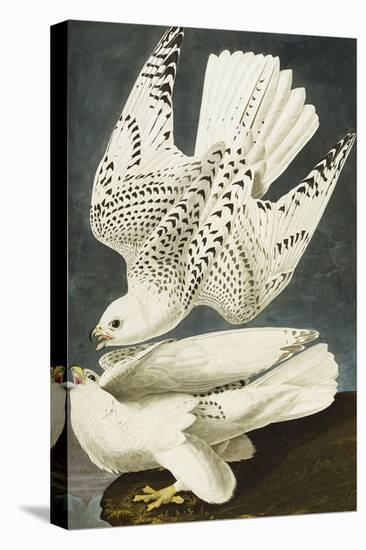 Iceland or Jer Falcon. Gyrfalcon (Falco Rustiocolis), from 'The Birds of America'-John James Audubon-Premier Image Canvas