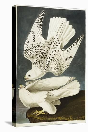 Iceland or Jer Falcon. Gyrfalcon-John James Audubon-Premier Image Canvas