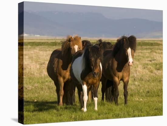 Iceland Ponies Near the Village of Skagheidi, Iceland, Polar Regions-Michael Runkel-Premier Image Canvas