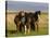 Iceland Ponies Near the Village of Skagheidi, Iceland, Polar Regions-Michael Runkel-Premier Image Canvas