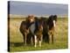 Iceland Ponies Near the Village of Skagheidi, Iceland, Polar Regions-Michael Runkel-Premier Image Canvas