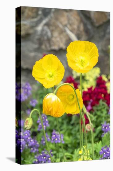 Iceland Poppy in a garden, Kennett Square, Pennsylvania, USA-Lisa S. Engelbrecht-Premier Image Canvas