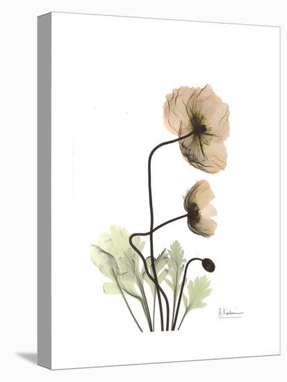 Iceland Poppy Portrait 2-Albert Koetsier-Stretched Canvas