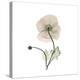 Iceland Poppy Square-Albert Koetsier-Stretched Canvas