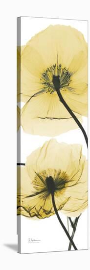 Iceland Poppy Yellow-Albert Koetsier-Stretched Canvas