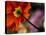 Iceland Poppy-Mitch Diamond-Premier Image Canvas