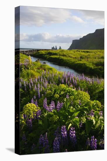 Iceland. Vik I Myrdal. Stream Running Through Field of Wildflowers-Inger Hogstrom-Premier Image Canvas