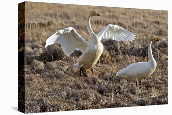 Iceland, West Fjords, Song Swans, Cygnus Cygnus,-Bernd Rommelt-Premier Image Canvas