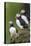 Iceland, Westfjords, A group of Atlantic puffins on a steep grassy hillside.-Ellen Goff-Premier Image Canvas