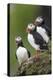 Iceland, Westfjords, A group of Atlantic puffins on a steep grassy hillside.-Ellen Goff-Premier Image Canvas