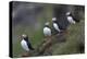 Iceland, Westfjords, A group of Atlantic puffins on a steep grassy hillside.-Ellen Goff-Premier Image Canvas