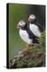 Iceland, Westfjords. A group of Atlantic puffins on a steep grassy hillside.-Ellen Goff-Premier Image Canvas