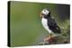 Iceland, Westfjords. Atlantic puffin looking over a grassy hillside.-Ellen Goff-Premier Image Canvas