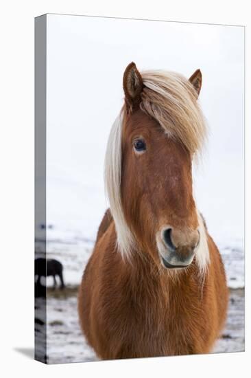 Icelandic Horse During Winter with Typical Winter Coat, Iceland-Martin Zwick-Premier Image Canvas