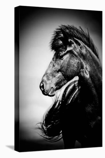 Icelandic Horse, Iceland-Panoramic Images-Premier Image Canvas