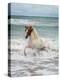 Icelandic Horse in the Sea, Longufjorur Beach, Snaefellsnes Peninsula, Iceland-null-Stretched Canvas