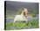 Icelandic Horse Running in Lupine Fields, Iceland-null-Stretched Canvas