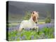 Icelandic Horse Running in Lupine Fields, Iceland-null-Stretched Canvas