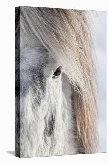 Icelandic Horse with Typical Winter Coat, Iceland-Martin Zwick-Premier Image Canvas