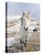 Icelandic Horse with Typical Winter Coat, Iceland-Martin Zwick-Premier Image Canvas