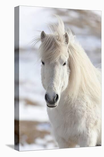 Icelandic Horse with Typical Winter Coat, Iceland-Martin Zwick-Premier Image Canvas