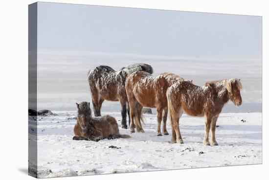 Icelandic Horse with Typical Winter Coat, Iceland-Martin Zwick-Premier Image Canvas