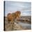 Icelandic Horse with Winter Coat, Snaefellsnes Peninsula, Iceland-Arctic-Images-Premier Image Canvas