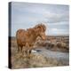 Icelandic Horse with Winter Coat, Snaefellsnes Peninsula, Iceland-Arctic-Images-Premier Image Canvas