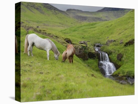 Icelandic Horses I-PHBurchett-Premier Image Canvas