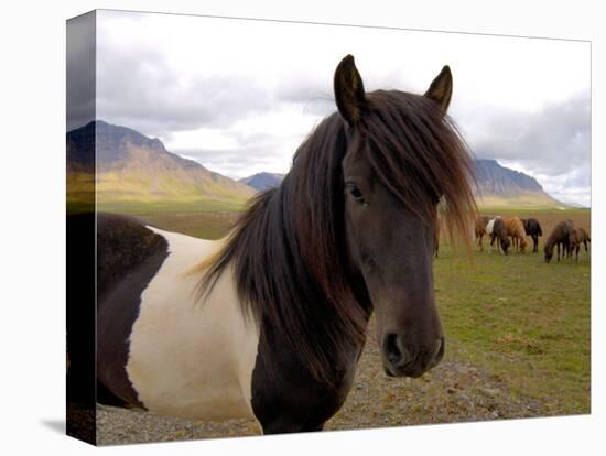 Icelandic Horses, Iceland-Lisa S. Engelbrecht-Premier Image Canvas