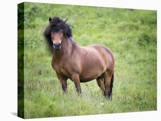 Icelandic Horses II-PHBurchett-Premier Image Canvas