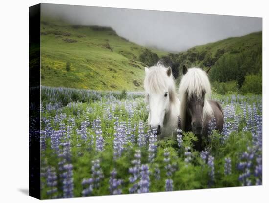 Icelandic Horses III-PHBurchett-Premier Image Canvas