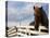 Icelandic Horses in Windswept Pasture Near Gullfoss Waterfall on Summer Morning, Iceland-Paul Souders-Premier Image Canvas