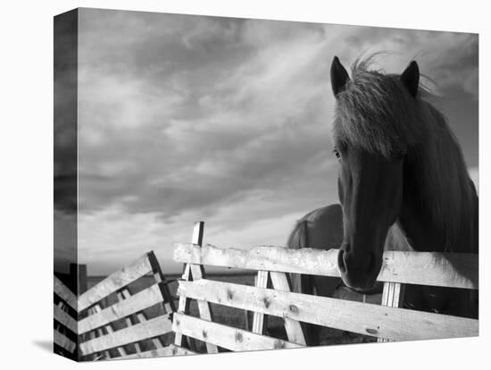 Icelandic Horses in Windswept Pasture Near Gullfoss Waterfall on Summer Morning, Iceland-Paul Souders-Premier Image Canvas