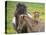 Icelandic Horses IV-PHBurchett-Premier Image Canvas