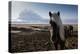 Icelandic Horses Near Ash Plume from Eyjafjallajokull Eruption-null-Premier Image Canvas