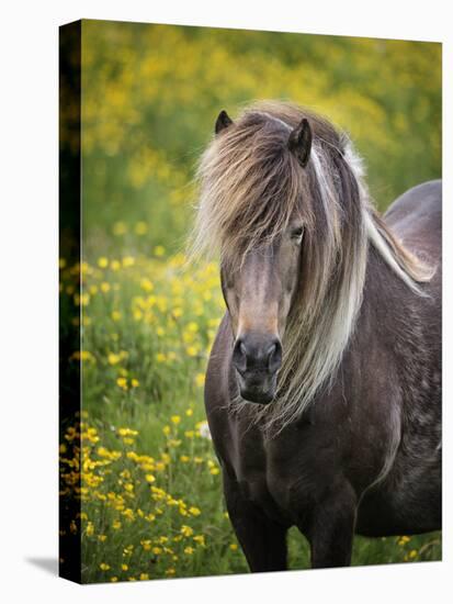Icelandic Horses V-PHBurchett-Premier Image Canvas