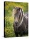 Icelandic Horses V-PHBurchett-Premier Image Canvas